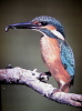 Eisvogel im Haus der Natur Eisvogel im Haus der Natur